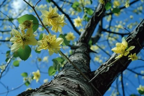 大地春色棗花·蜜·蜂共赴甜蜜之約
