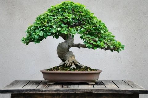 生活中的風水小常識(風水是不是生活常識)