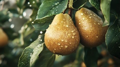 小凍梨領銜美食大戰：誰是最后的勝者？