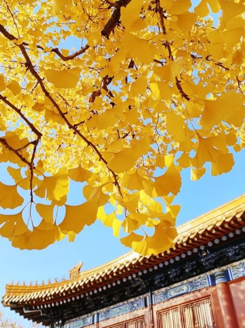 金秋陜西行（四）