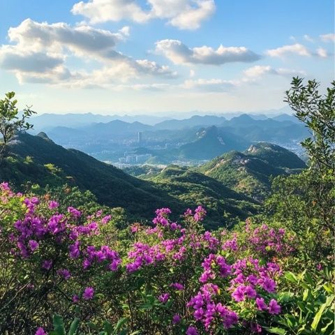 秋游妙峰山赴一場(chǎng)玫瑰之約