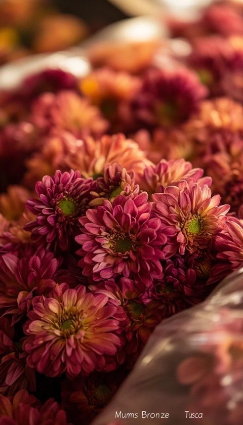 跟你們跑了這一趟，我也沒(méi)買(mǎi)到菊花，白跑一趟,這時(shí)，姐夫突然說(shuō)嗯