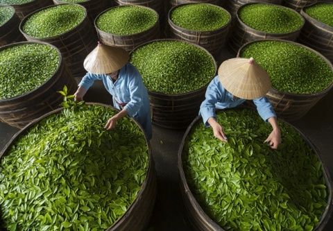 樹(shù)葉變佳肴，探索樹(shù)葉烹飪新天地