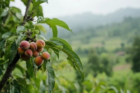 雄升農(nóng)業(yè)帶你全面了解魔芋生長(zhǎng)全過程