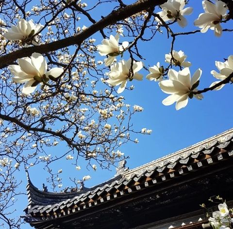 三月賞花踏青去哪兒？揚州美景美食等你來！