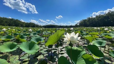 金湖荷花節：江蘇淮安生態旅游盛宴