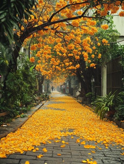 探索江寧湖熟：金秋菊花博物館之旅及樂(lè)農(nóng)集市體驗(yàn)