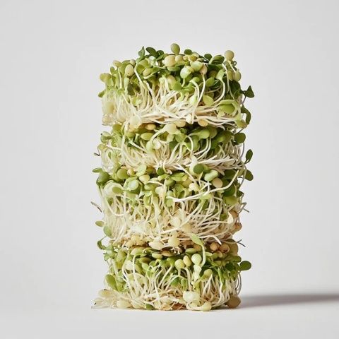 如何在家用豆芽機輕松制作豆芽？