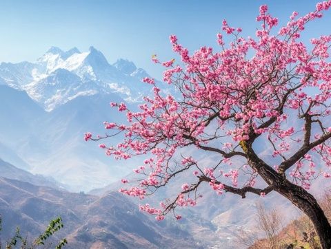 櫻山花谷位于揭西縣京溪園鎮(zhèn)，每年2-3月，漫山遍野的櫻花將這里變成花的海洋