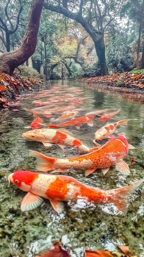 木魚鎮冷水魚天堂——野人飯店，美味與環境兼得的絕佳選擇！