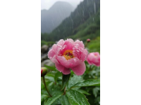 洛陽牡丹譽滿天下，美食之城名副其實