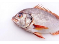 鱸魚養殖常識（池塘建設與管理）