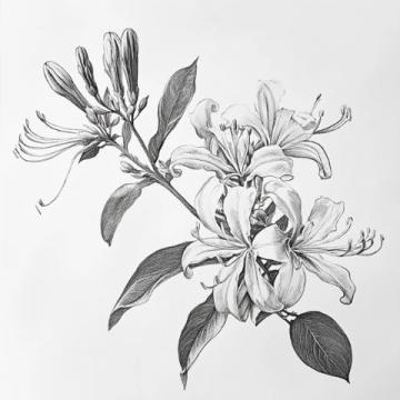 金銀花標(biāo)準化種植技巧與常識