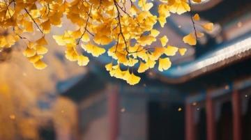 北京的秋天一場絢爛的金色盛宴: 一份美景 美食與寧靜。