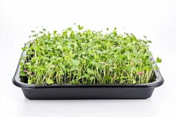 蔬菜發(fā)芽小常識:知道這些才是安全的吃法!