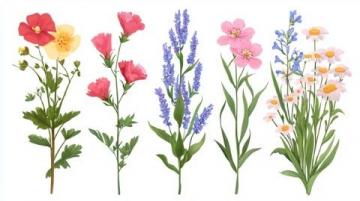 花草知識大會：花卉百態(tài)趣味