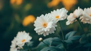 如何養出大花球:菊花養殖技巧全面指南