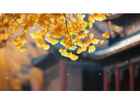 北京的秋天一場絢爛的金色盛宴: 一份美景 美食與寧靜。