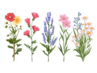 花草知識大會：花卉百態趣味