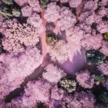 廣州賞花攻略：秋日里的粉色秘境，滿城異木棉等你來發現