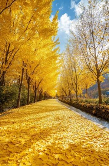 金色海洋"扮靚廣安區花橋鎮：油菜花盛開迎游客，第二屆油菜花節即將啟幕