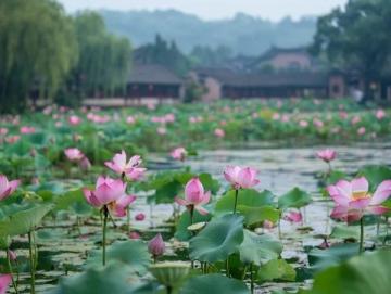 溱湖水生動植物之美