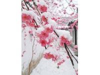 春節(jié)景區(qū)活動(dòng)(春節(jié)來臨之際，各地景區(qū)相聚開始準(zhǔn)備春節(jié)活動(dòng))