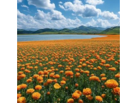 松花湖畔：藍天、綠地與綻放的山花，沉浸在自然的美好之中