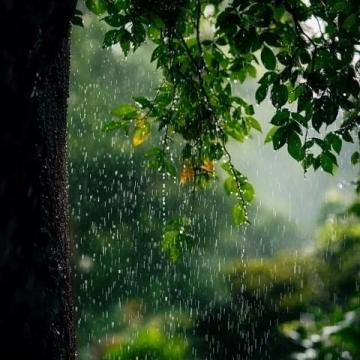 春雨滋潤萬物，彰顯生命的意義