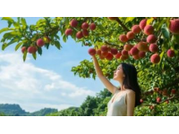 合江荔枝：盛夏限定的甜蜜美味，一口甜到心坎里