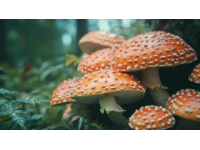 南寧必嘗的特色菜肴是哪些？