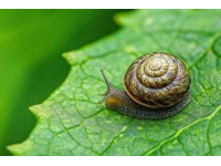 女明星如何控制飲食：劉詩(shī)詩(shī)五年斷碳水，張?zhí)鞇?ài)兩年不碰主食？