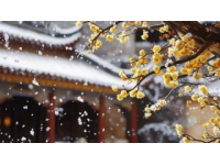 雅丹梨花盛開：春日里的雪景詩篇，純凈而浪漫的世外桃源