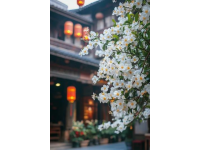 國內賞花好去處春季必打卡的十大旅游城市