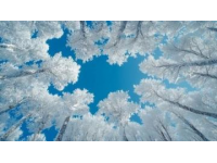 在白雪皚皚的世界中，感受唯一的絢麗美景