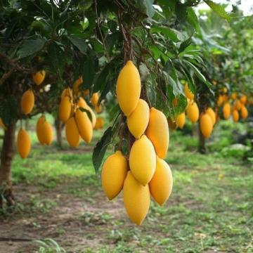 閬中盛開(kāi):飛鳳枇杷康養(yǎng)美食節(jié)開(kāi)幕,萬(wàn)畝大五星枇杷甜蜜迎賓