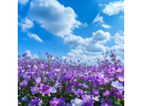 夢回花開的地方東海之濱的浪漫仙居舟山