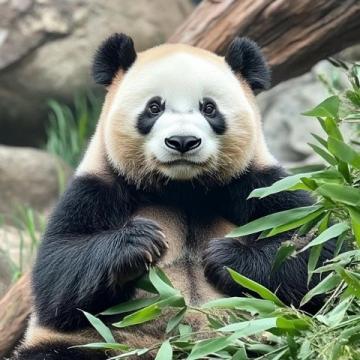 莎莎一句玩笑話，深圳人卻當(dāng)真了？