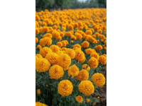 你愛吃什么花菜？緊花還是散花？