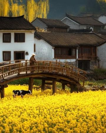 清明時(shí)節(jié)，細(xì)雨綿綿，萬物復(fù)蘇,田野間果園里，路邊長了許多的鼠曲草