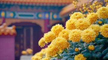 城市里的鮮花盛開，體驗一把云南人愛吃的“食花”習俗