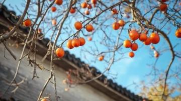 江西清明果：傳統美食與春季祭祀文化的象征