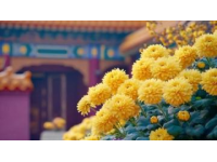 城市里的鮮花盛開，體驗一把云南人愛吃的“食花”習俗