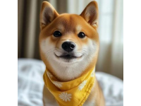 比熊犬的優點有哪些？