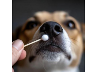 澄清生活中的五大常見誤區(qū)：流鼻血、刷牙時(shí)間與魚刺處理真相