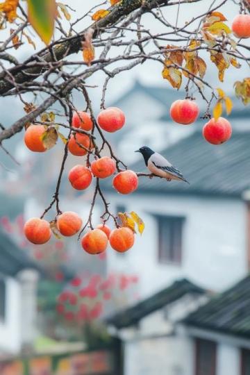 棗莊：探尋兩千年的石榴文化底蘊與城市魅力