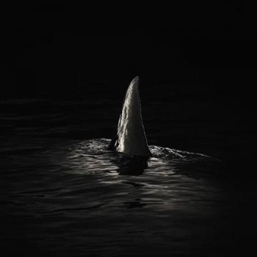 魚翅為古代八珍之一,最早食用魚翅的人是漁民，漁民出售鯊魚后，將魚鰭留下自己食用