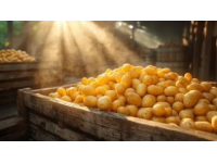 馬鈴薯的變身之旅：舌尖上的鄉(xiāng)愁與美食探索