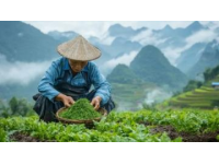 三月采艾草做艾糍正當(dāng)時，玉林鄉(xiāng)村美味攻略