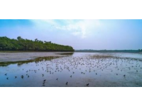 東臺(tái)潮汐森林美景如畫，鳥語海浪共舞